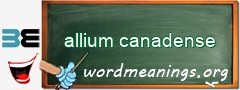 WordMeaning blackboard for allium canadense